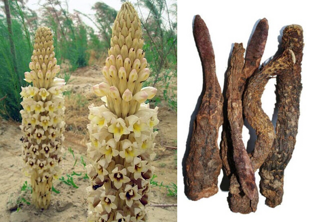 中药材肉苁蓉功效作用,中药材肉苁蓉片