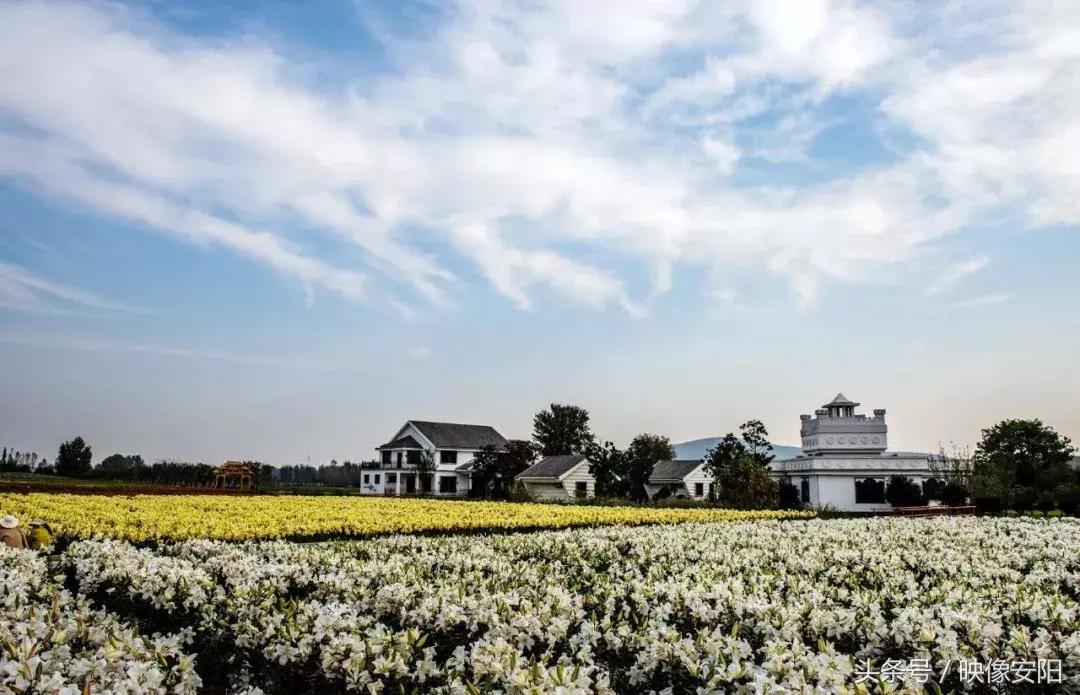 河南红叶最佳观赏时间表,河南看红叶最好的地方