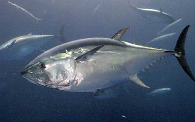 金枪鱼所有品种解说,金枪鱼低温保存小知识