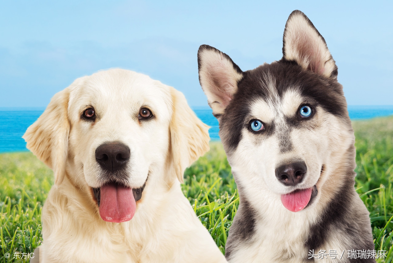 狗狗身上有好多皮屑老挠怎么回事,狗狗身上有皮屑是螨虫还是真菌