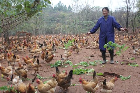 养土鸡失败的惨痛教训,警告养狗公告