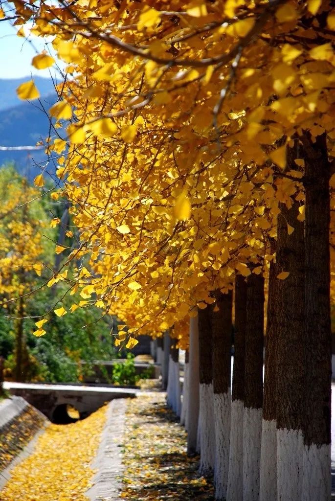 去一些风景美的地方,又到了欣赏银杏的季节治愈系风景