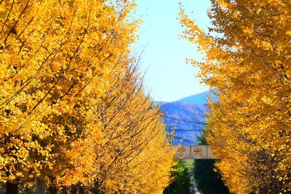 去一些风景美的地方,又到了欣赏银杏的季节治愈系风景
