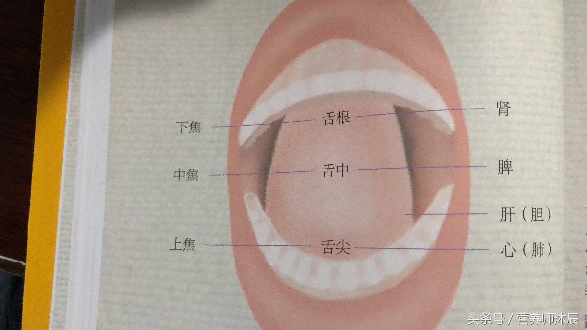 脾胃虚弱湿气重舌头有什么症状,脾胃好不好看看嘴唇就知道
