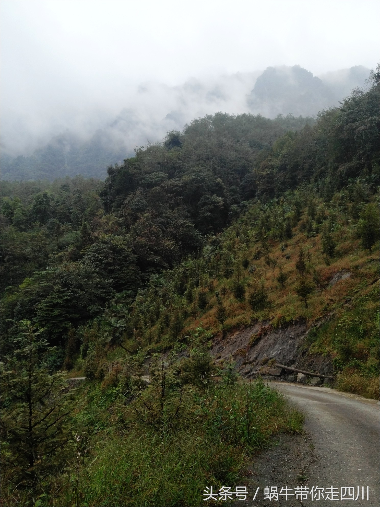 成都西岭雪山玩一天大概多少钱,成都西岭雪山旅游一日游报团