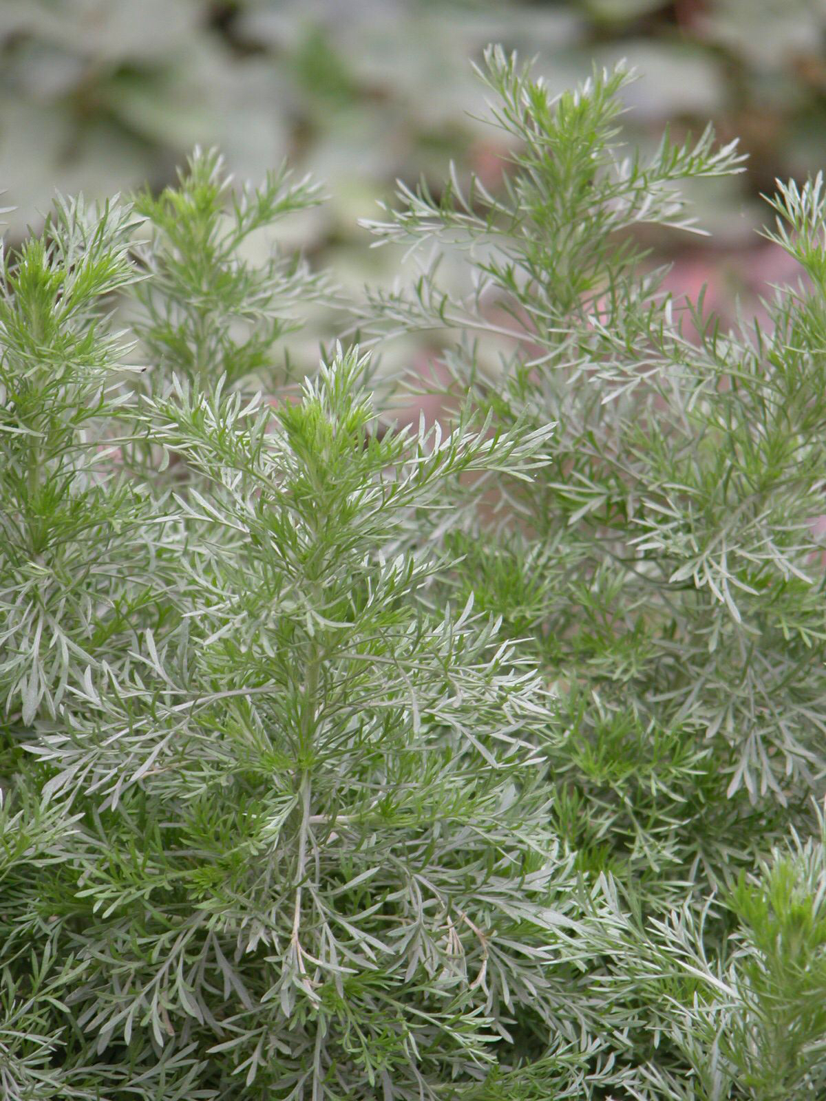 中药材茵陈蒿有抗菌消炎的作用吗,中药材茵陈蒿