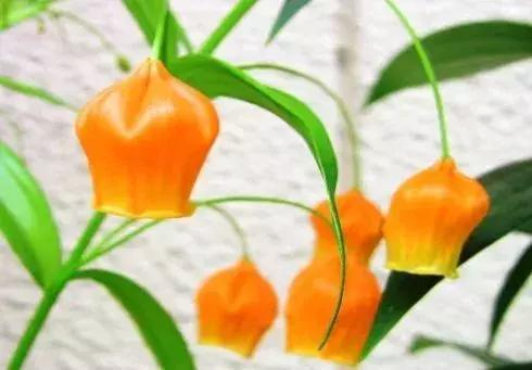 50种鲜切花花语大全，一定有你不知道的，赶紧收藏吧！