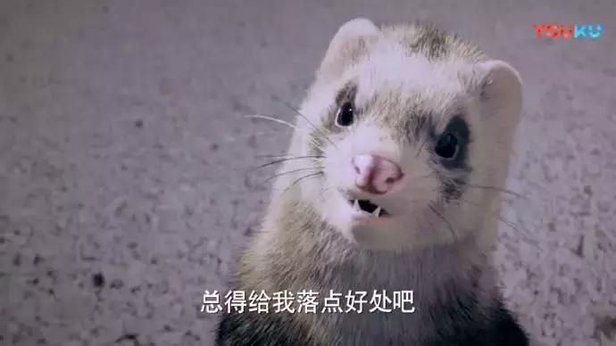 武动乾坤第一季,武动乾坤海外