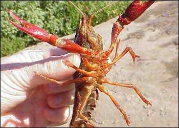 小龙虾常见病害及防治,小龙虾常见病的预防与治疗