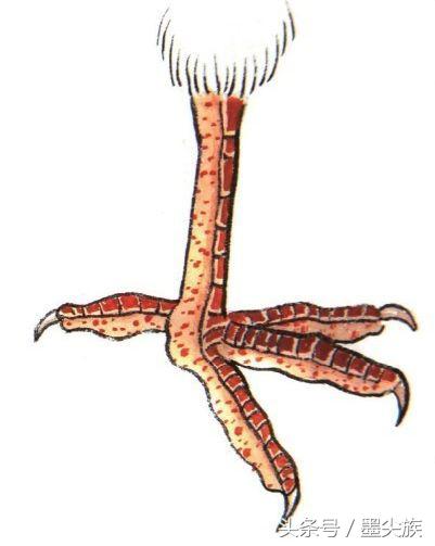 禽鸟脚爪结构图大全,鸟爪子的画法和技巧