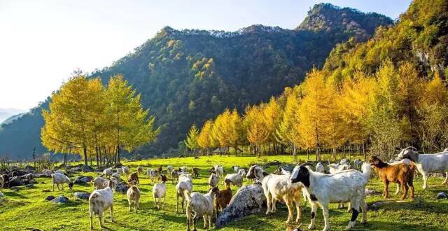 秋景西安好去处,雨后遇晴天留坝寻秋色