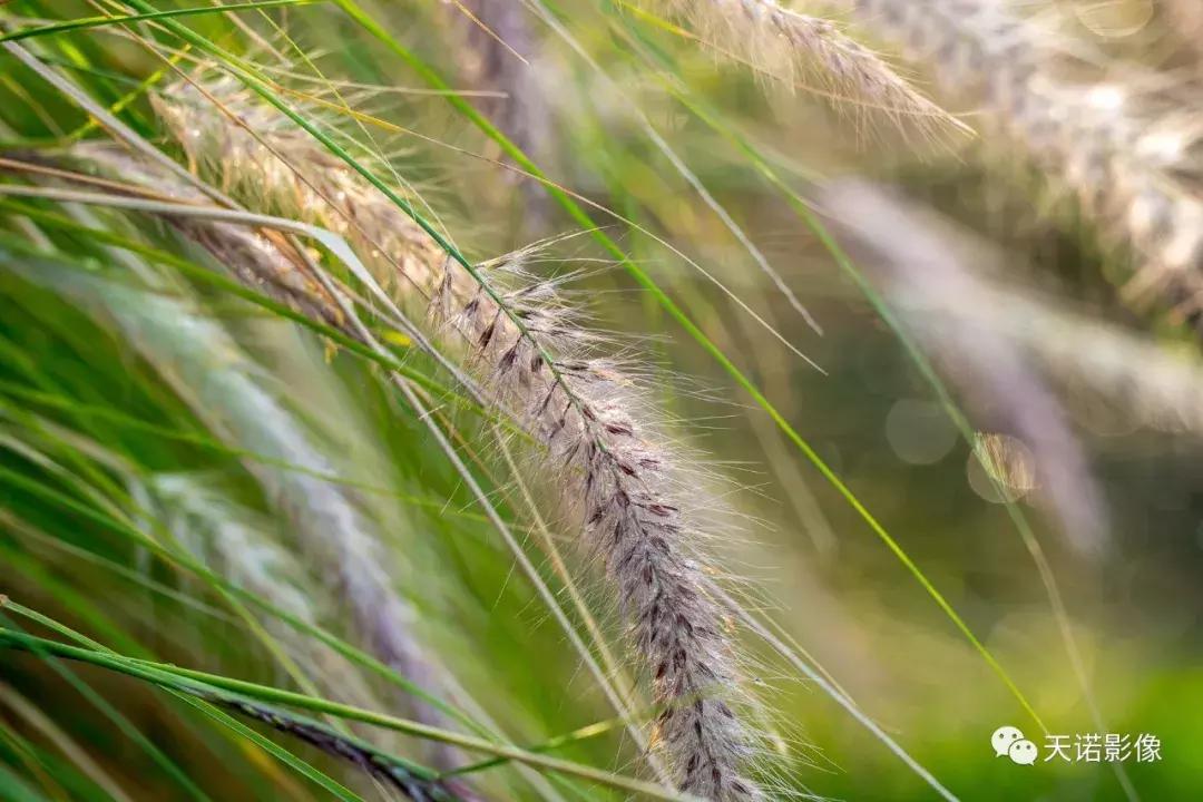 徕卡90280长焦镜头,徕卡sl902