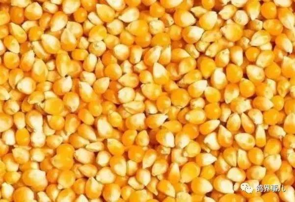 幼鸽管理的技巧和小细节,幼鸽的管理技巧