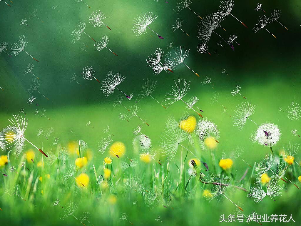 蒲公英什么颜色的花最好,蒲公英观赏花