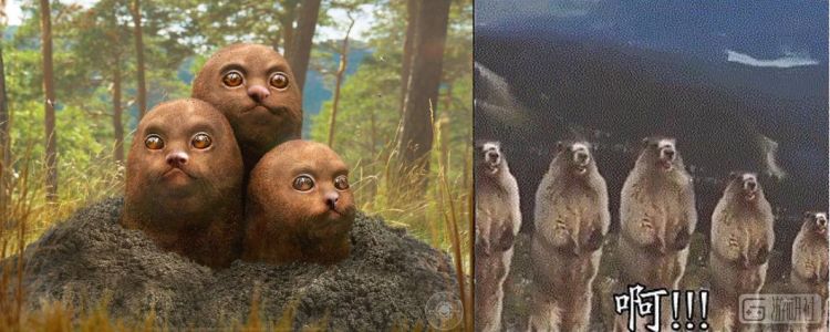 现实世界里有各种各样的宝可梦,真实世界的宝可梦长什么样