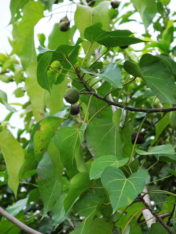 穷驴旅游,港囧游香港