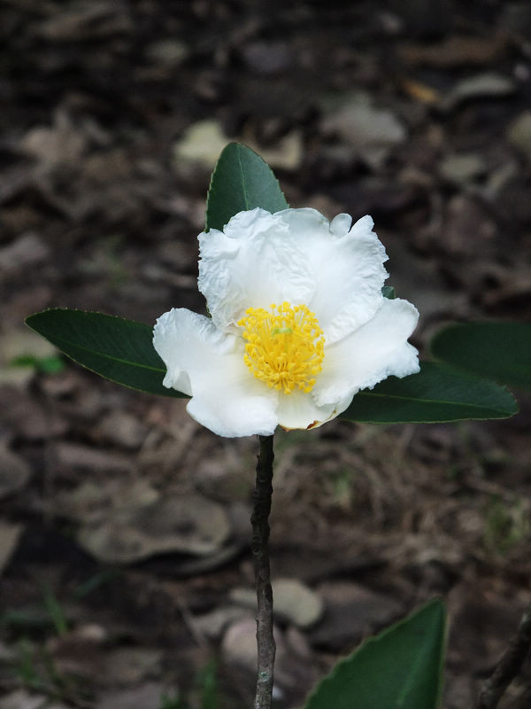 穷驴500块囧囧游香港（详细攻略带图）