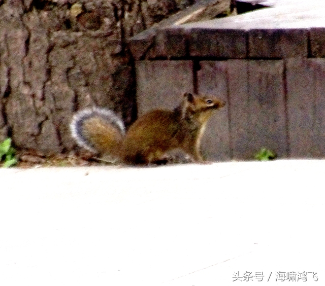 天南地北看松鼠还是太白松鼠美