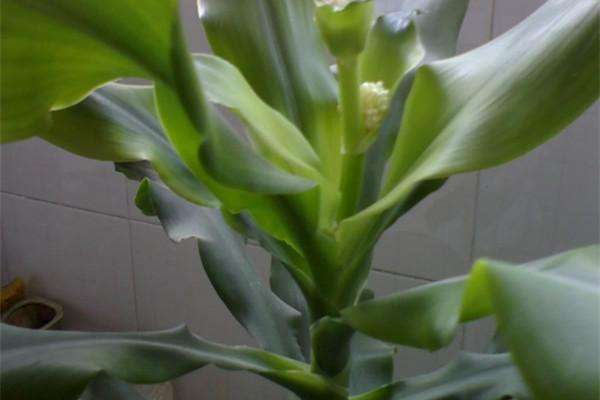 凤尾竹叶子发白黄叶咋回事,盆景凤尾竹叶子发黄干枯如何补救