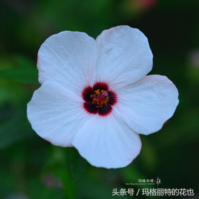 日系小清新高砂芙蓉,高砂芙蓉