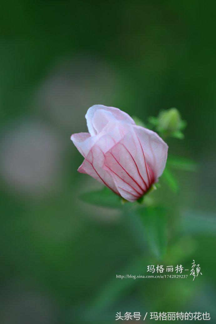 日系小清新高砂芙蓉,高砂芙蓉