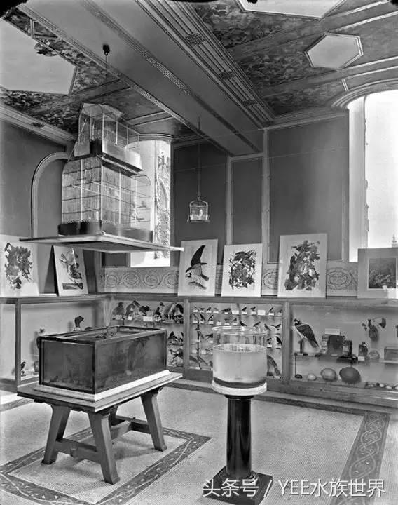 观赏水族养殖关键技术,水族养殖欣赏