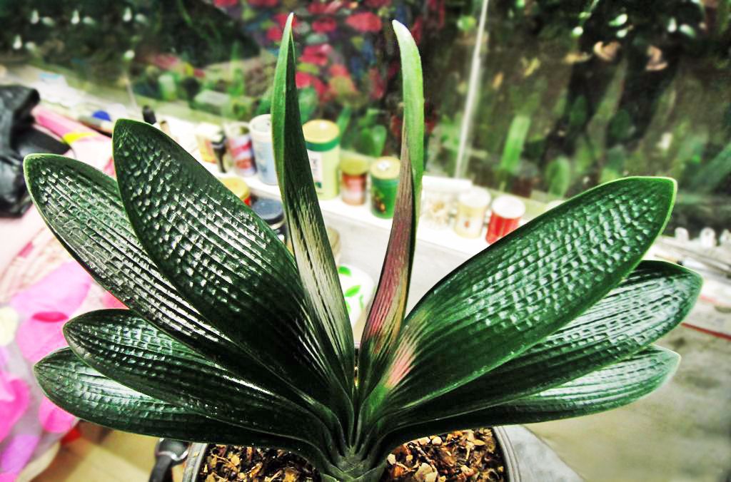 新手入门首先选的君子兰品种介绍,二百块钱一棵的君子兰是好品种吗