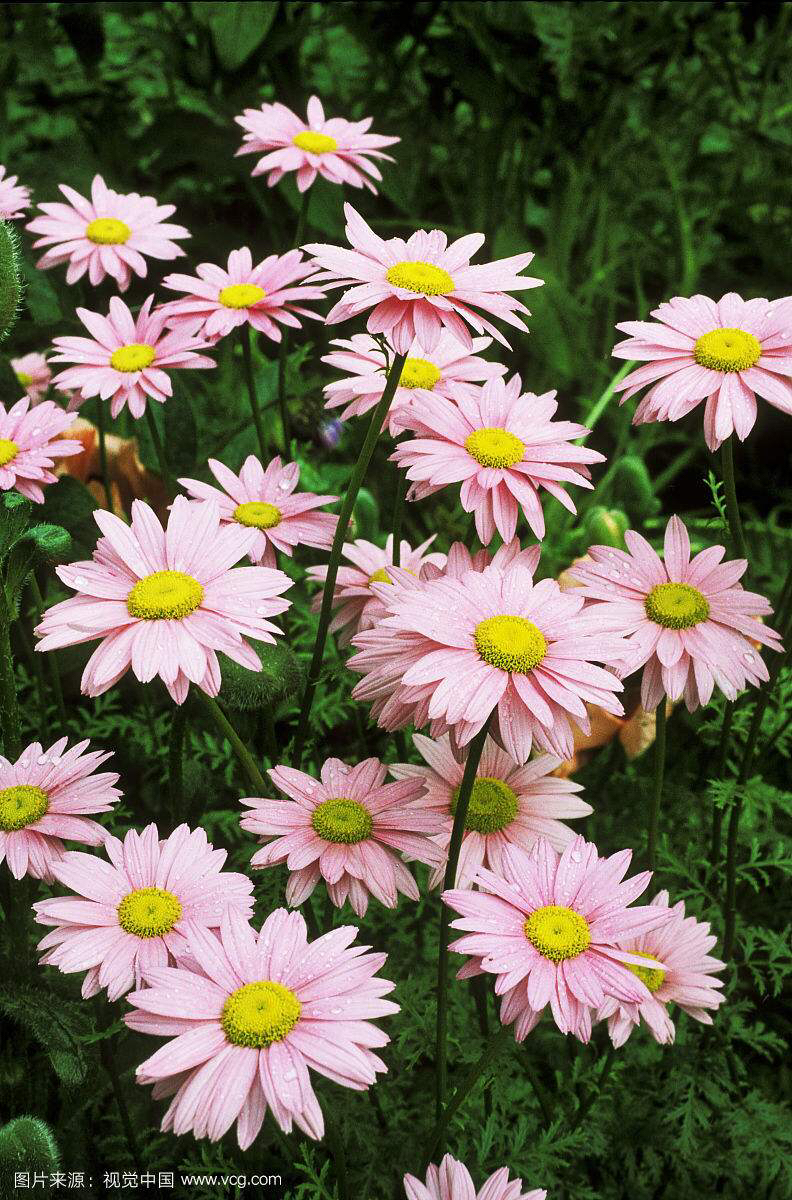 中药除虫菊根,中药材除虫方法