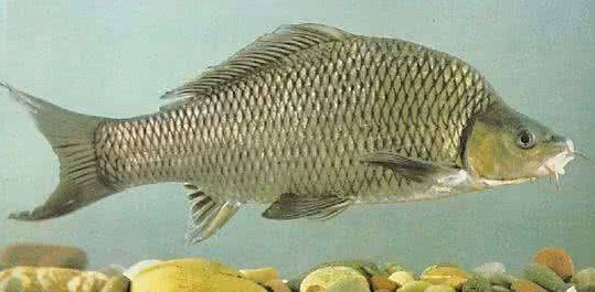 来来来钓友们快看看，文中的淡水鱼被你们钓出了几种？