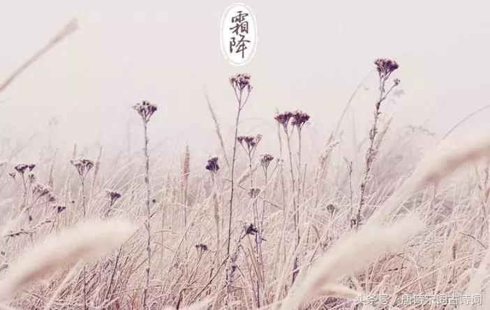 霜降来了天气寒,霜降来了柿子红了