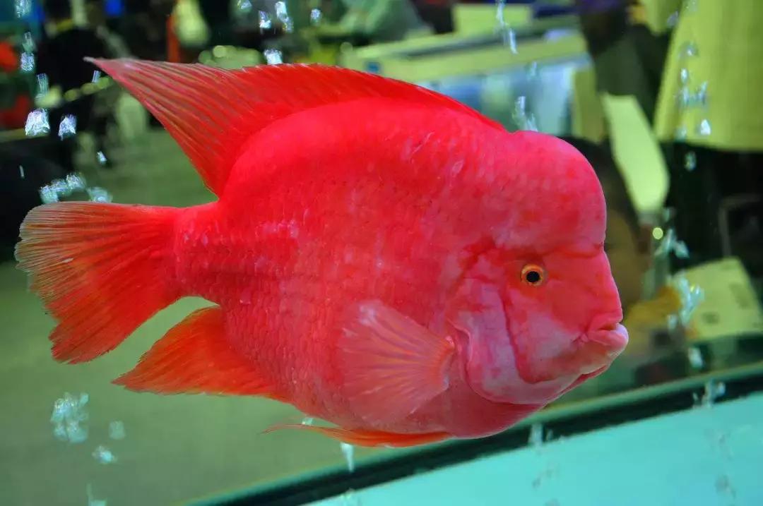 冷水鹦鹉鱼饲养密度,鹦鹉鱼怎么饲养最好