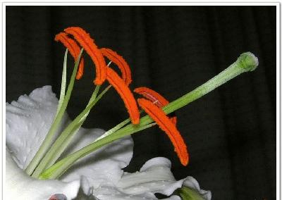 各个国家的国花是哪些,各国家的国花是什么样子