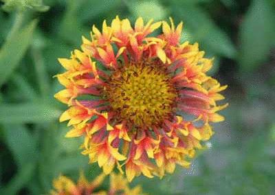 各个国家的国花是哪些,各国家的国花是什么样子