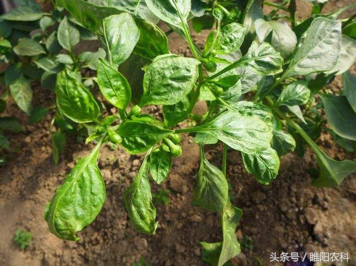 红蜘蛛杀螨药,茶黄螨红蜘蛛用什么药