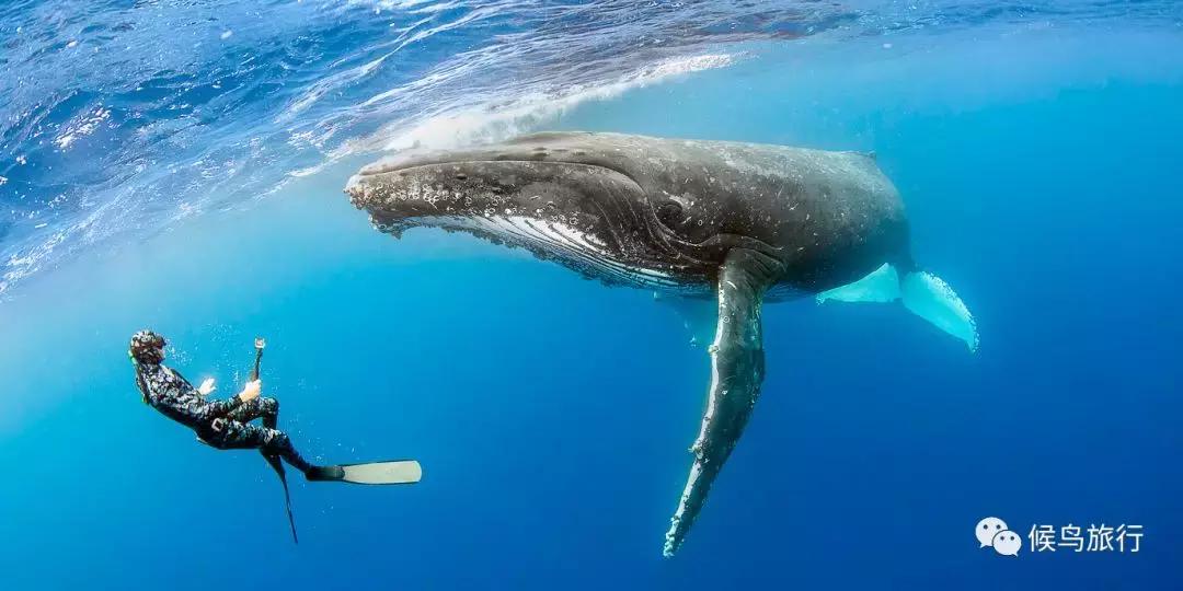 出海看到蓝鲸的感受是什么,当你下海看见一只虎鲸感觉是什么