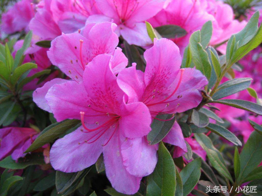 哪一种杜鹃花适合北方,怎么能在北方养好杜鹃花呢