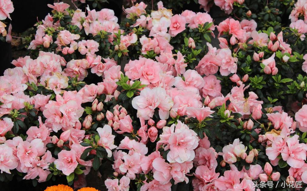 杜鹃花如何过冬的方法,杜鹃花过冬方法