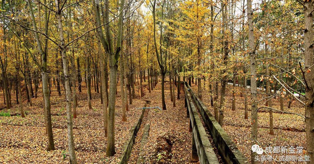 金堂秋色,秋天金堂十大必去景点