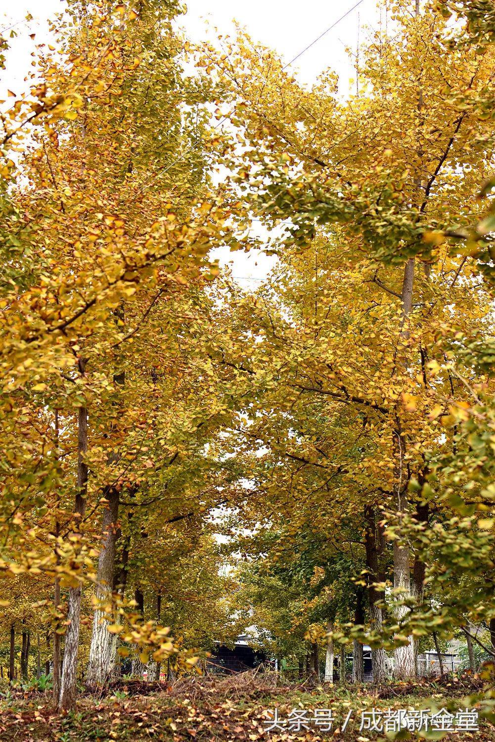 金堂秋色,秋天金堂十大必去景点