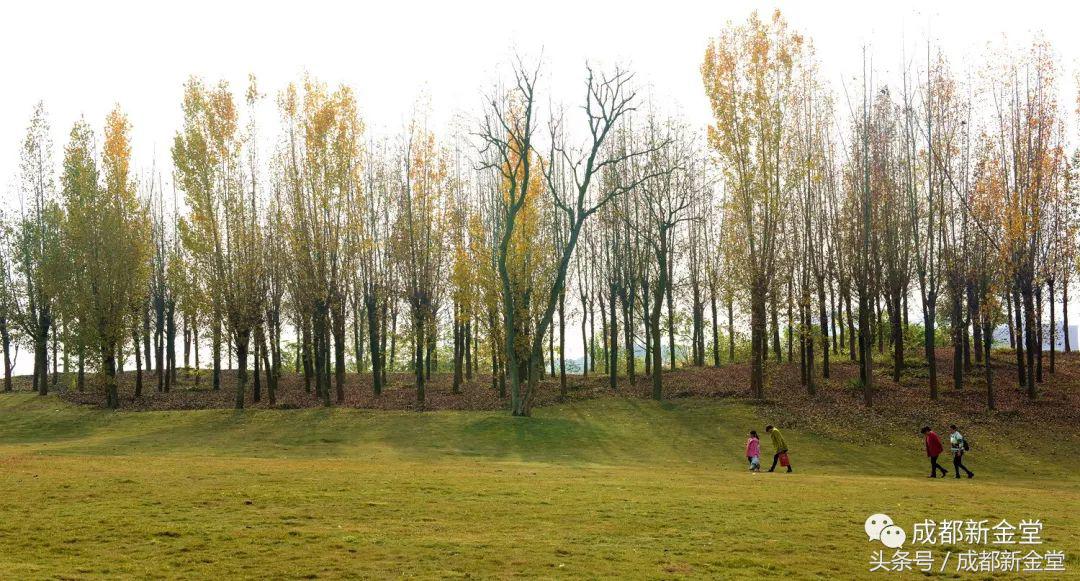 金堂秋色,秋天金堂十大必去景点