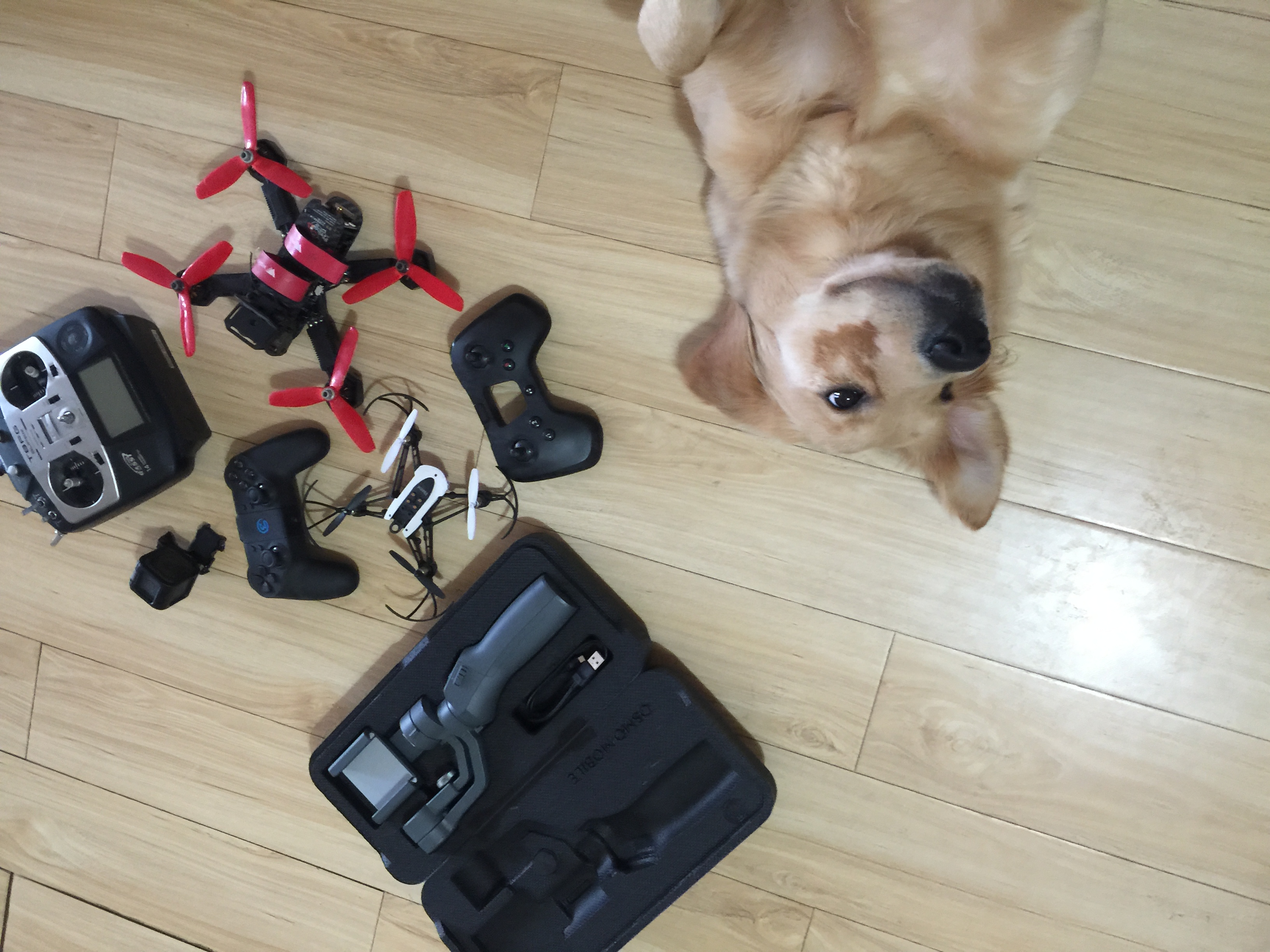 狗子摔了一跤会有问题吗,宠物狗摔了一下