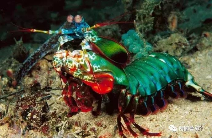 朋友潜水被蛰了，这回我没有用尿救她