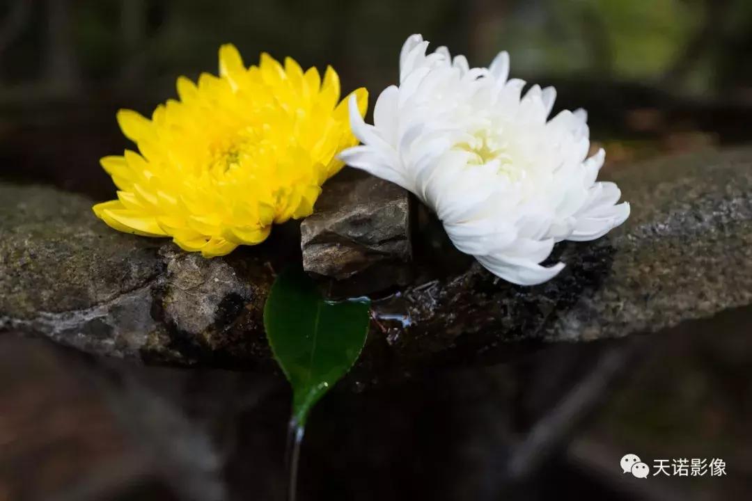 徕卡q116欧洲售价,徕卡qtyp116相机怎么样