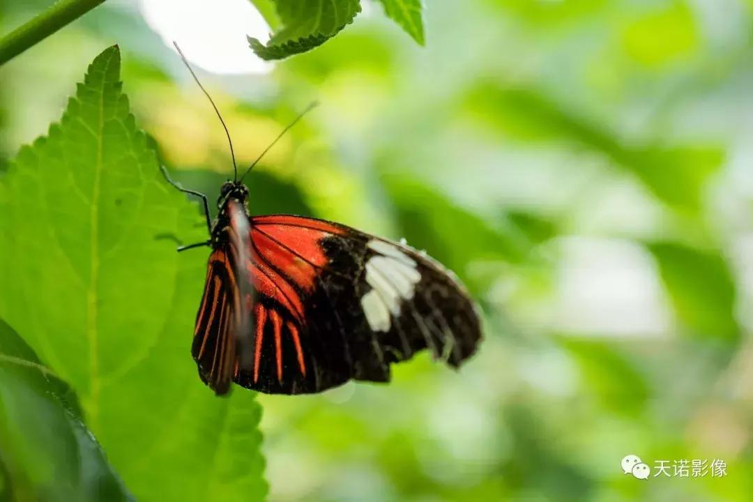 徕卡q116欧洲售价,徕卡qtyp116相机怎么样