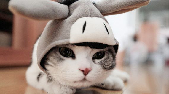 猫咪的习性及饲养方法,合格猫咪