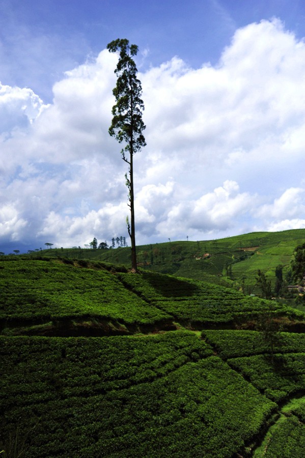 人文摄影斯里兰卡,锡兰风景