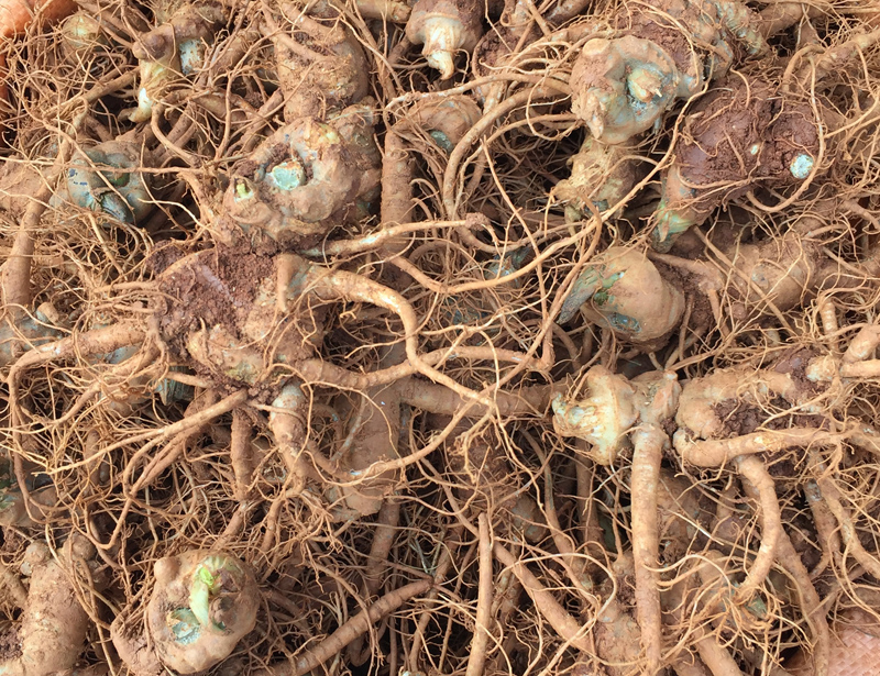 三七30头和100头哪个贵,云南三七12头和18头的区别