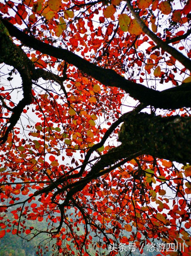 2020光雾山红叶观赏最佳地点,巴中光雾山红叶路线