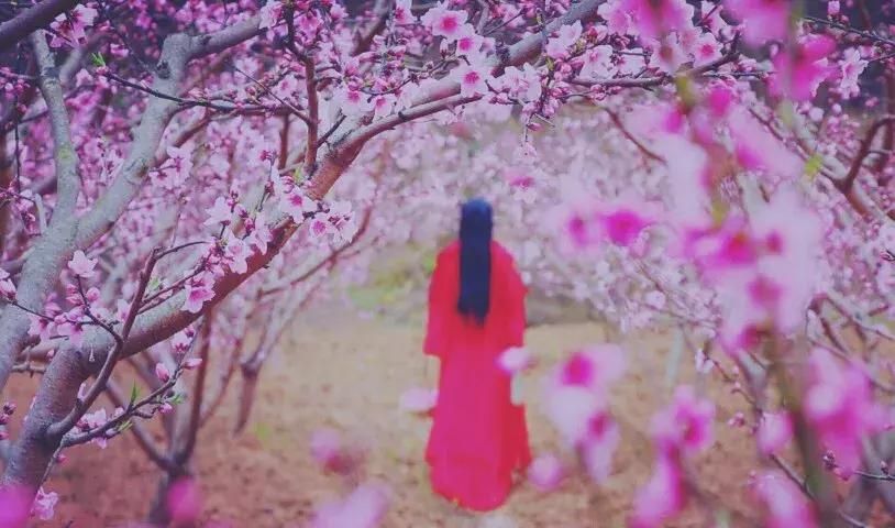李子柒桃花醉步骤,桃花酿果酒李子柒