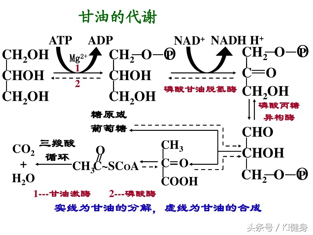 脂肪如何排出体外动画,减肥脂肪排出体外了吗
